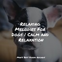 Music for Pets Library Music for Leaving Dogs Home Alone Music for Dog s… - Starting Today