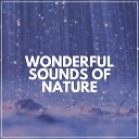 The Sound Of The Rain - Warm Blooded Rain