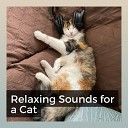 Music for Cats Peace - The Melody That Calms My Kittens