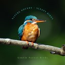 Gentle Forest Birds - Shallow Waters