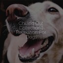 Music for Calming Dogs Sleepy Dogs Music For Dogs… - Sounds of the Ocean