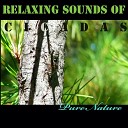 Pure Nature - Cicadas Pine Forest Wind Pt 1