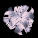 Gambare - Белые лилии