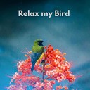 The Bird Relaxer - Lullaby for Birds