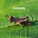 Nature Sounds - Chirping Crickets