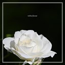 AJ - white flower INST