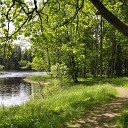 The Relaxing Sounds of Swedish Nature - Birds in the Forest