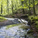 The Relaxing Sounds of Swedish Nature - A Lively Creek in the Forest