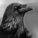Black Raven of Love - Mist Туман
