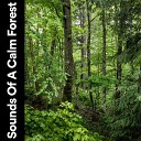 Nature Sounds Backgrounds - Nature Ambient Sounds for Relaxation Pt 8