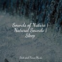 Relajaci n Sleepy Night Music Massage - In the Woods