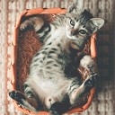 Jazz Music for Cats Cat Music Experience Music for Cats… - Warm Feelings Inside