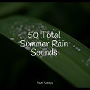 Echoes of Nature Spa Music Relaxation Chillout… - Rain Light Forest Leaves