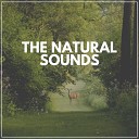 Sounds of Nature Noise - Are We Blessed