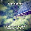 Rain Sounds Yoga Rain Sounds by Angelika… - Rain Sound to Sleep