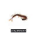Pink Horse - Scolopendra