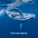 Chant des baleines - Gu rison des baleines