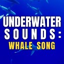 Whale Sounds - Gentle Whale