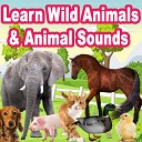 Animal Noises for Kids - Learn Wild Animals Animal Sounds