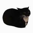 Catbycat - Maxwell the Cat Theme