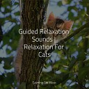 Music For Cats TA Cat Music Music for Relaxing… - Meditation Music
