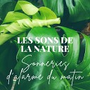 Oasis des bruits naturels - Les sons de la nature