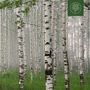 Rudy Raw Beats for Trees - Silver Birch