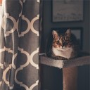 Calm Music for Cats Cat Music Dreams Music for Pets… - A Time for Relaxation