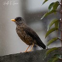 Elpidio Adelaide - Uccelli E Gocce