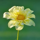 Daniel Oliveira - Yellow Flower