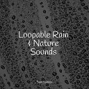 Sounds Of Nature Thunderstorm Rain Rain Sounds Collection… - Birds Singing in the Forest