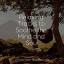 Forest Soundscapes Ready Baby Music Help Me… - Calmness