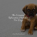 Music for Dog s Ear Music for Pets Library Music for Leaving Dogs Home… - Healing
