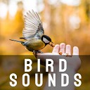 Bird Songs - Afternoon Bird Song