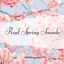 Springy Sensations - Morning Singing Birds