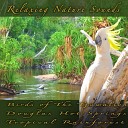 Relaxing Nature Sounds - Birds and Crickets