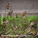 Steve Brassel - Whimsical Birdsong Afternoon Ambience Pt 20
