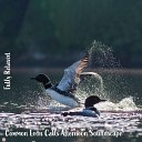 Steve Brassel - Common Loon Calls Afternoon Soundscape Pt 11