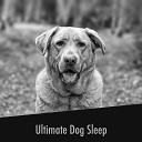 Dog Sleep Music - Starry Pup Sweet Sleep Sounds