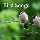 Sleeping Birds Music - Tropical Element