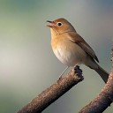 SOUNDS FX MASTER - The Sound of a Nightingale Singing