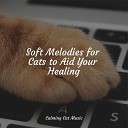 Music For Cats Cat Music Experience Cats Music… - Reiki Healing