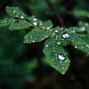 Sounds of Nature Relaxation Rain for Deep Sleep Nature Sounds for Sleep and… - Nature s Kiss