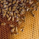 Noel Semaj - Like Bees to Honey