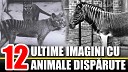 Doza De Istorie - Ultimele Imagini cu Animale Disparute