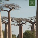 Funky Notes Beats for Trees - Baobab