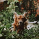 Pet Care Music Therapy Music for Leaving Dogs Home Alone Jazz Music Therapy for… - Zen Garden Path