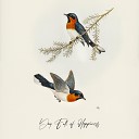 Singing Birds Zone - Your Dreams