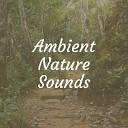 Nature Sounds - River Lake