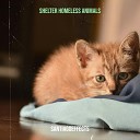 SantiagoEffects - Shelter Homeless Animals